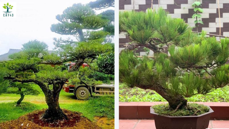 Giới thiệu về cây thông bonsai