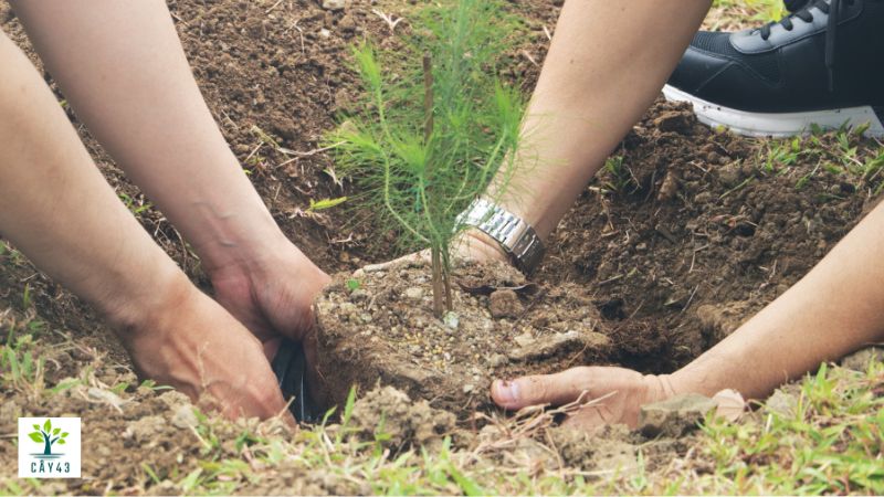 Cách trồng cây thông làm cảnh