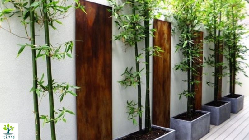 Công dụng của cây tre cảnh trồng trong nhà