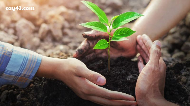 Vì sao nên sử dụng đất sạch trồng cây?