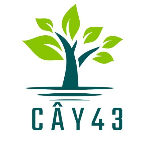 cay43.com
