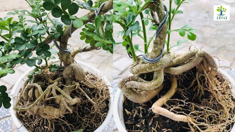 Cách trồng và cách chăm sóc cây Cần Thăng