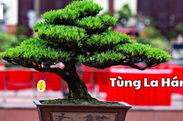 Hướng dẫn chi tiết cách chăm sóc cây Tùng La Hán