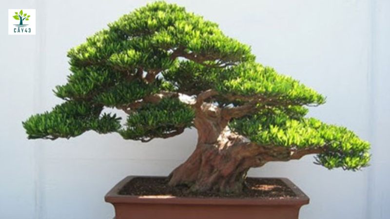 Cách trồng cây Tùng La Hán